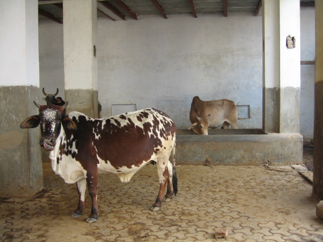 Goshala(Cows)3